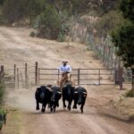 Toro Bravo, una historia muy mexicana.