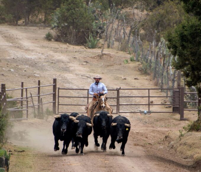 Toro Bravo, una historia muy mexicana.