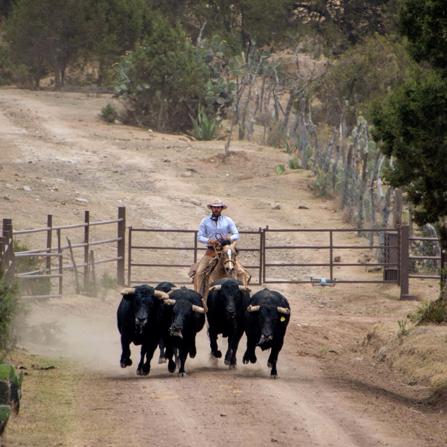 Toro Bravo, una historia muy mexicana.