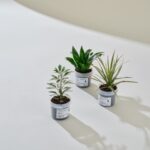 Davines