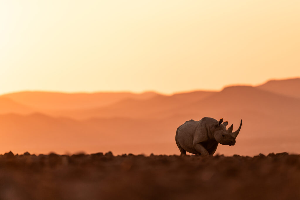 Wilderness Desert Rhino Camp